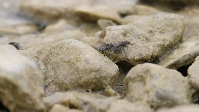 Mosca apoya sus patas en las alas de otra mosca al andar y luego salen volando, pantano de Beniarres, Espa&ntilde;a