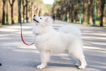 Samoyed white dog on a leash on park road Mezaparks, Latvia