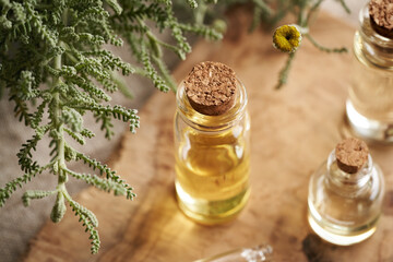 A glass bottle of aromatherapy essential oil with fresh blooming santolina