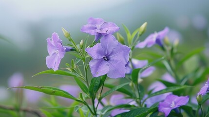 Ruellia Tuberosa or Kencana Ungu Exquisite Wild Flowers