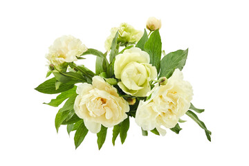 Fresh Peony Bouquet Isolated on White