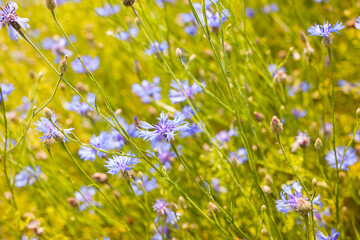 Blue cornflowers on a summer meadow
