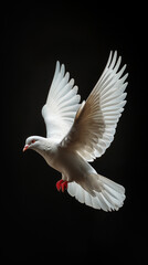 Obraz premium Breathtaking Avian Beauty: Dove in Flight on Dramatic Black,generated by IA
