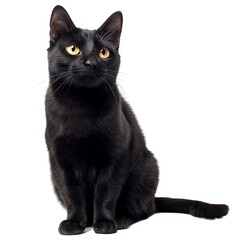 Black cat on white background