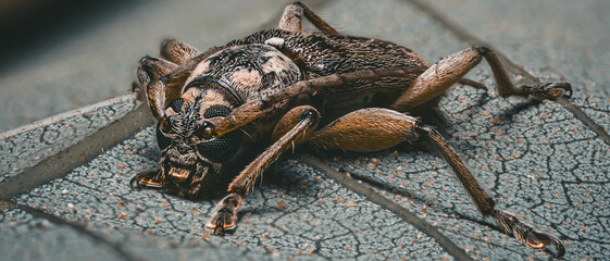 Close-up of a brown beetle on a textured leaf (Cerambycidae). Wallpaper 21:9