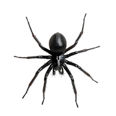 Obraz premium Black spider isolated on white background