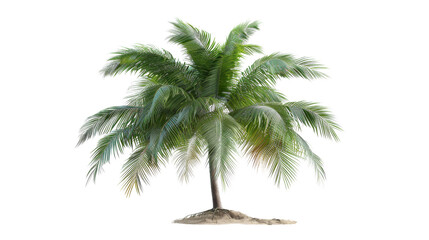 Tropical tree with beach 