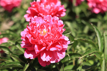 Fototapeta premium Pink peony flowers in the park. Large peony flowers. Flowers outdoors. Close-up of pink lush flowers. Natural floral background. Peonies are a type of herbaceous perennial plant
