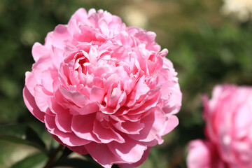 Pink peony flowers in the park. Flowers outdoors. Close-up of pink lush flowers. Natural floral background