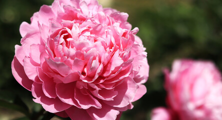 Pink peony flowers in the park. Large peony flowers. Flowers outdoors. Close-up of pink lush flowers. Natural floral background. Peonies are a type of herbaceous perennial plant