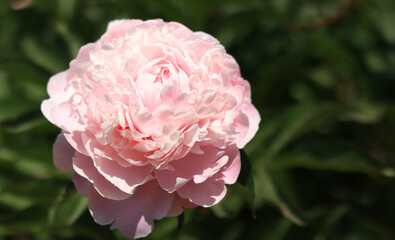 Pink peony flowers in the park. Flowers outdoors. Close-up of pink lush flowers. Natural floral background