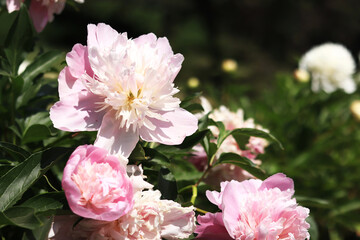 Pink peony flowers in the park. Large peony flowers. Flowers outdoors. Close-up of pink lush flowers. Natural floral background. Peonies are a type of herbaceous perennial plant