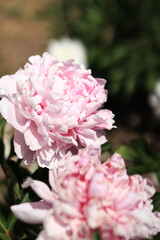 Pink peony flowers in the park. Flowers outdoors. Close-up of pink lush flowers. Natural floral background
