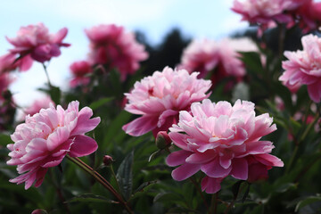Pink peony flowers in the park. Large peony flowers. Flowers outdoors. Close-up of pink lush flowers. Natural floral background. Peonies are a type of herbaceous perennial plant
