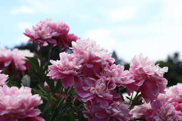 Pink peony flowers in the park. Large peony flowers. Flowers outdoors. Close-up of pink lush flowers. Natural floral background. Peonies are a type of herbaceous perennial plant