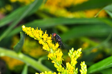 Macro photo of a large black fly with red eyes