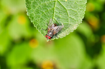 Macro photo of a large black fly with red eyes
