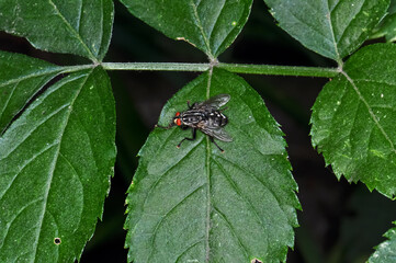 Macro photo of a large black fly with red eyes
