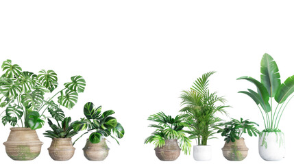 Obraz premium Tropical plants, houseplants