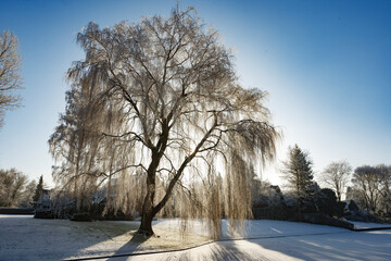 Frost-Covered Trees on a Cold Winter Day