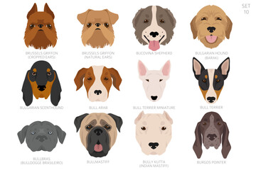 Obraz premium Dog head in alphabet order. All dog breeds. Colour vector design