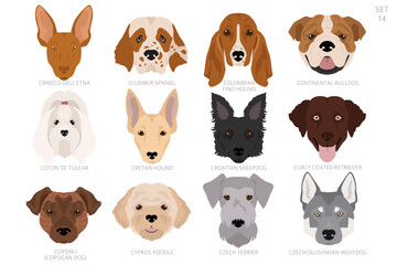 Obraz premium Dog head in alphabet order. All dog breeds. Colour vector design