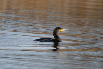 Great Cormorant swimming