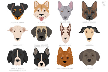 Obraz premium Dog head in alphabet order. All dog breeds. Colour vector design