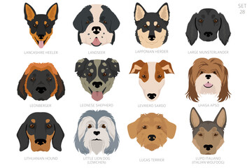 Dog head in alphabet order. All dog breeds. Colour vector design