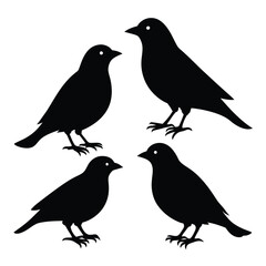 Set of Brown Headed Cowbird animal black silhouettes on white background