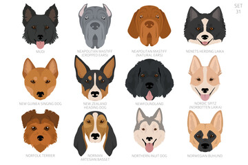 Dog head in alphabet order. All dog breeds. Colour vector design