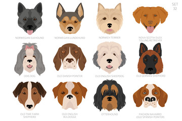Dog head in alphabet order. All dog breeds. Colour vector design