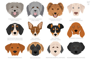 Dog head in alphabet order. All dog breeds. Colour vector design