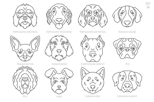 Dog head Silhouettes in alphabet order. All dog breeds. Simple line vector design
