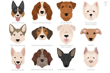Dog head in alphabet order. All dog breeds. Colour vector design