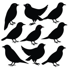 Set of Brown Headed Cowbird animal black silhouettes on white background