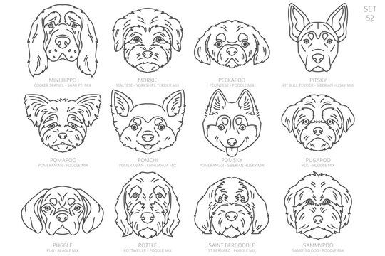 Designers Dog head Silhouettes in alphabet order. All dog mix breeds. Simple line vector design