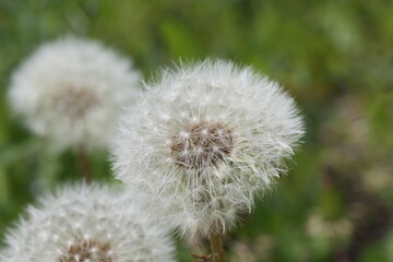 Obraz premium タンポポの綿毛