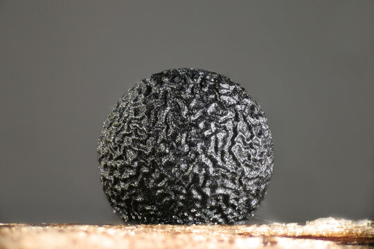 Typhula ishikariensis, causing turfgrass disease called Typhula blight or snow mold disease, microscope image of sclerotium