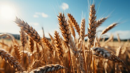 Detailed close up of sunlit golden wheat ears in a field under the brilliance of a clear blue sky