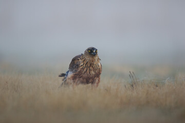 Colorful bird of prey in the meadow on a foggy morning