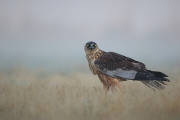 Colorful bird in the meadow during fog