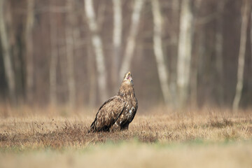 A white-tailed eagle in a sunny meadow with a forest in the background screams with its head raised
