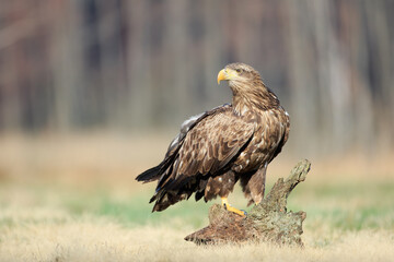 A large bird of prey stands on a stump in a meadow on a sunny day against the background of birches