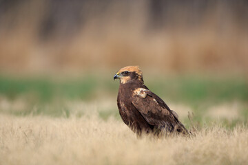 A female harrier sitting in a meadow on a sunny day