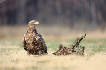 A large bird of prey sitting in a meadow next to an old tree stump on a sunny day