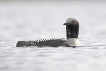 Black throated diver or arctic loon (Gavia arctica) swimming on a loch, Benbecula, Outer Hebrides, Scotland