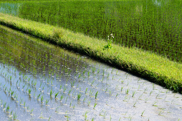 水田と田植え　日本の風景
