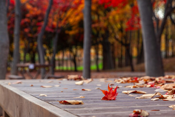View of the autumn leaves fallen on the wooden table