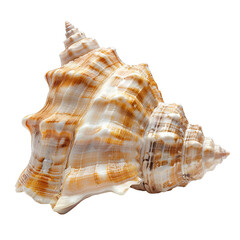 Obraz premium Seashell isolated on white background